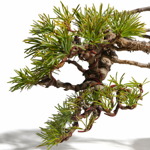 五葉松　-Japanese white pine-　（推定樹齢25年） 詳細画像